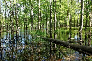 Wild Goose Woods Pond II